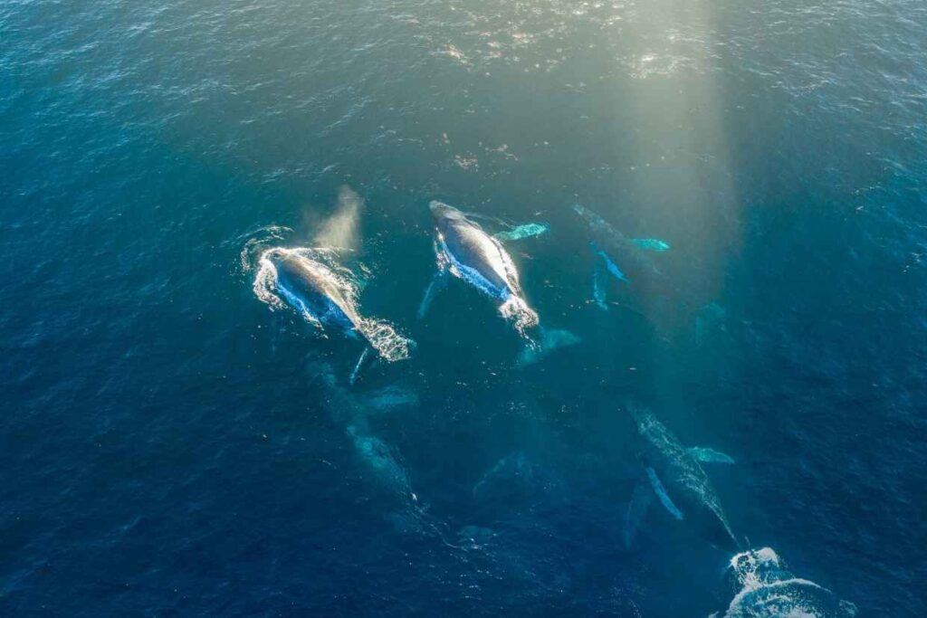 Animal Migrations