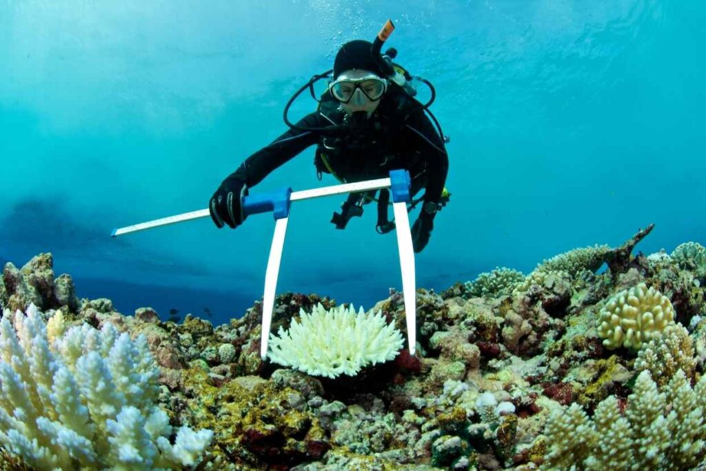 Marine Biologist