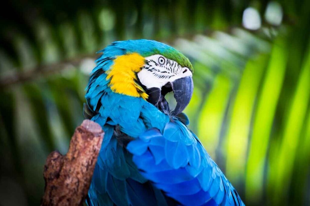 Wildlife